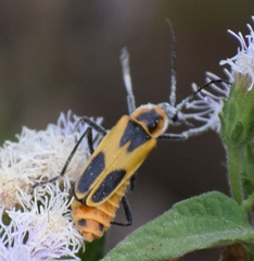 Chauliognathus scutellaris