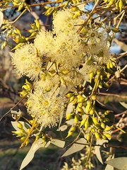 Eucalyptus gillii