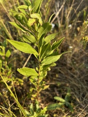 Solidago missouriensis