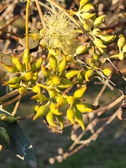 Eucalyptus gillii