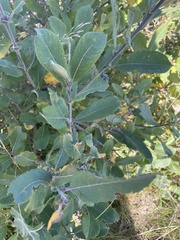 Salix aurita