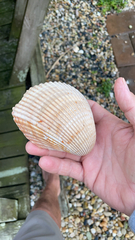 Dinocardium robustum