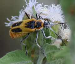 Chauliognathus scutellaris