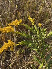 Solidago missouriensis
