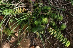 Crassula perforata