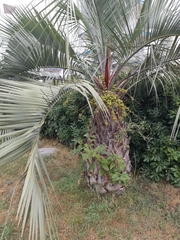 Phoenix canariensis