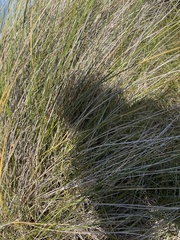 Ammophila arenaria