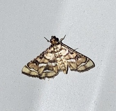 Hileithia magualis