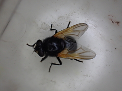 Mesembrina meridiana