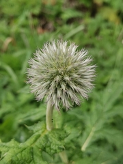 Echinops exaltatus