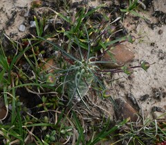 Euphorbia clava