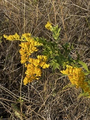 Solidago missouriensis