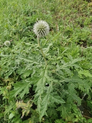 Echinops exaltatus