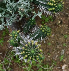 Euphorbia mammillaris