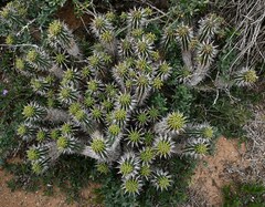 Euphorbia mammillaris