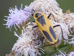 Chauliognathus scutellaris