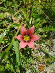 Romulea hirsuta