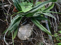 Fockea edulis