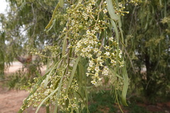 Geijera parviflora