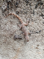 Hemidactylus parvimaculatus