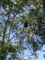 Alouatta palliata