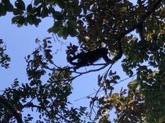 Alouatta palliata