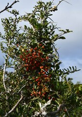 Viscum rotundifolium