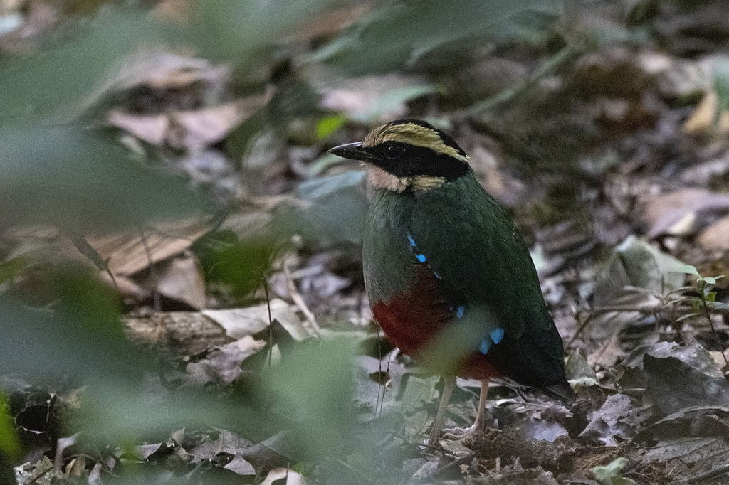 Green-breasted Pitta (Pitta reichenowi) photo