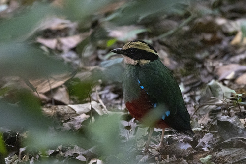Green-breasted Pitta