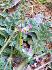 Erodium