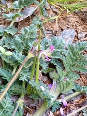 Erodium