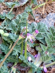 Erodium