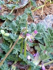 Erodium