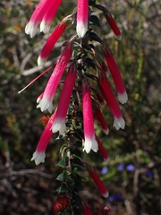 Epacris longiflora