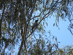 Coracina novaehollandiae