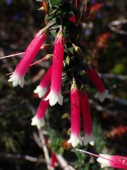Epacris longiflora
