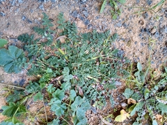 Erodium