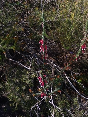 Epacris longiflora
