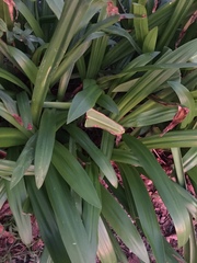 Hymenocallis speciosa