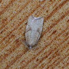 Acleris rhombana