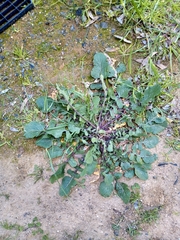 Erodium