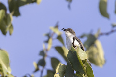 Apalis rufogularis