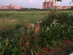 Hymenocallis speciosa
