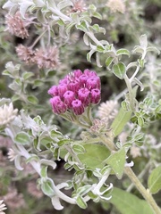 Pluchea odorata odorata