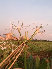 Hymenocallis speciosa