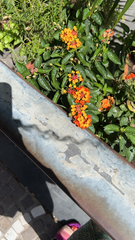 Lantana