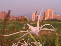Hymenocallis speciosa