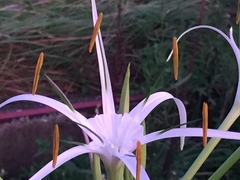 Hymenocallis speciosa