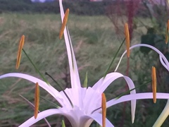 Hymenocallis speciosa