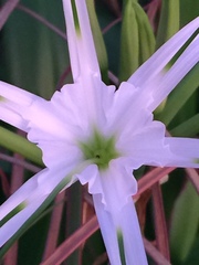 Hymenocallis speciosa